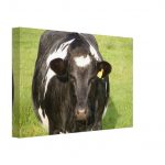 Animal #002, Nosy Cow, 2019, Canvas 20x30 cm / 8x12″