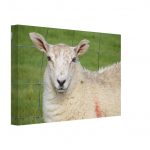 Animal #003, I'm All Ears Sheep, 2019, Canvas 20x30 cm / 8x12″