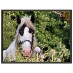 Horse in Field Museum-Quality Matte Paper Metal Framed Poster 30x40 cm / 12x16″