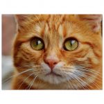 Ginger Cat Close Up Fine Art Poster 45x60 cm / 18x24″