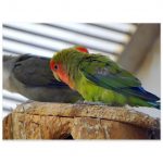 Copy of Tropical Bird Parrot Fine Art Poster 45x60 cm / 18x24″